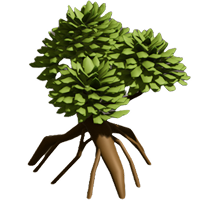Mangrove tree